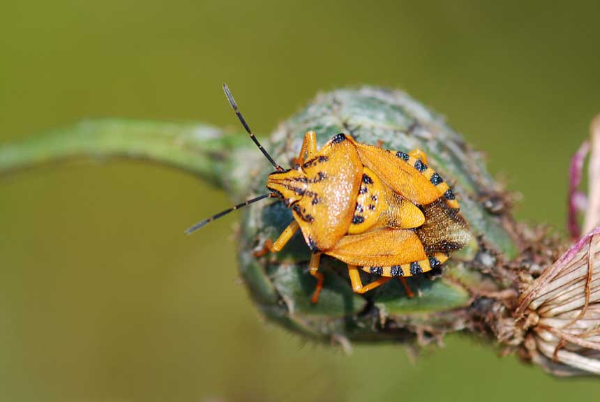 Pentatomidae: Carpocoris pudicus del Vicentino